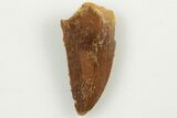 Serrated, Raptor Tooth - Real Dinosaur Tooth #200294-1